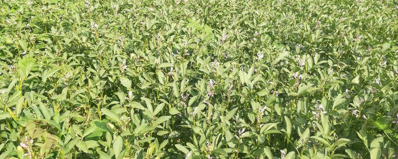 蚕豆种植技术,什么时候种合适