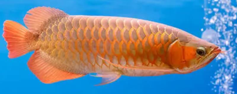 雄龙鱼含蛋后会死吗,龙鱼与什么鱼混养好