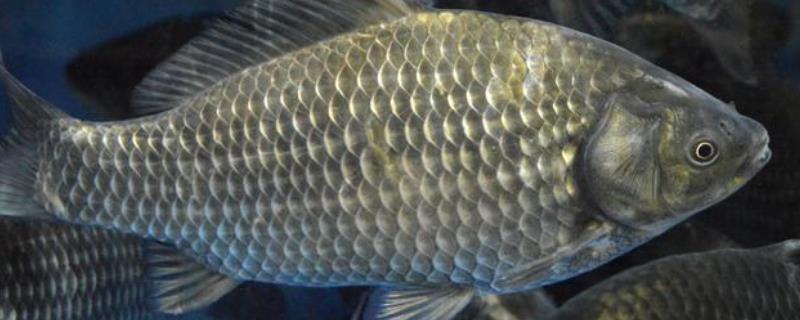 淡水鱼有哪些种类