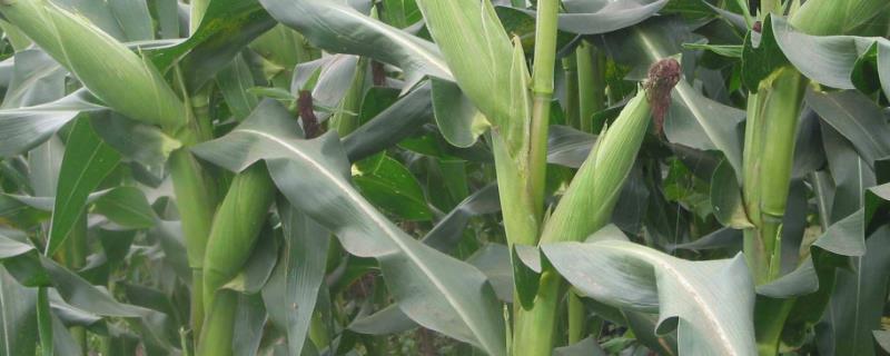 玉米发霉用脱霉剂有效果吗,玉米发霉会产生什么毒素