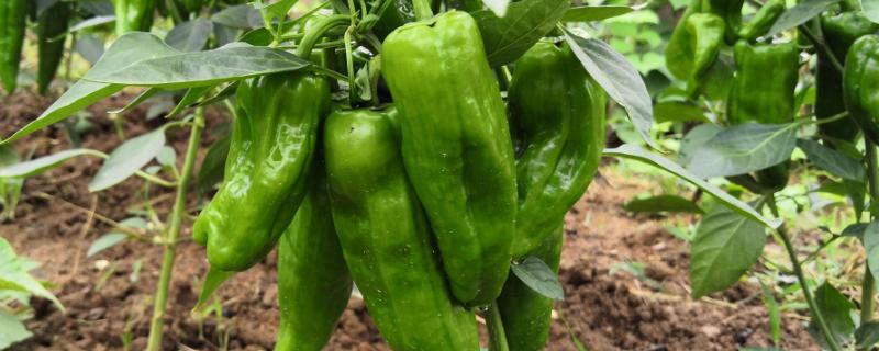 辣椒培土到哪个位置,培土有什么好处