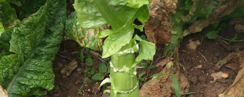 莴笋怎样种植长得快和粗,附种植方法
