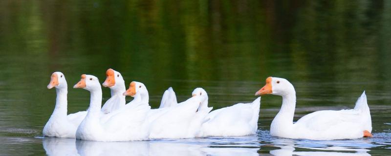 小鹅几个月长成大鹅,大鹅的寿命多长