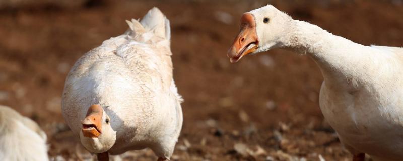 大鹅会飞么,附养殖方法