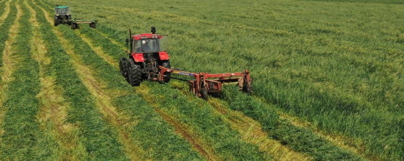 养牛牧草有什么好品种,牧草饲料如何贮藏