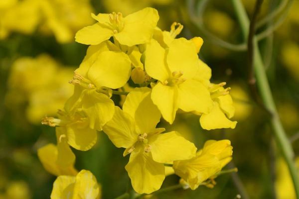 丰油737亩产多少,附简介