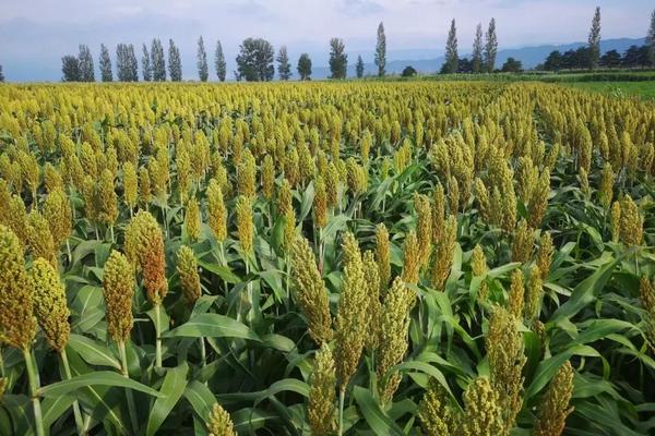 高粱种植地区,附种植方法