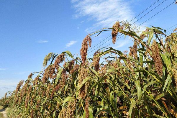 高粱种植地区,附种植方法