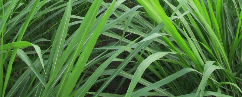 冬牧70黑麦草的缺点,附简介