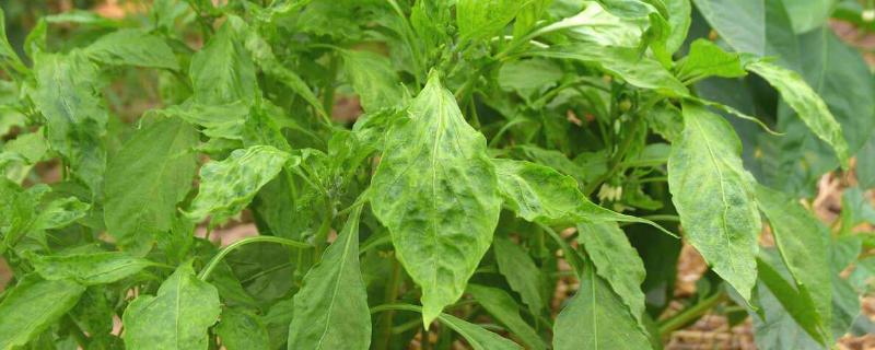 辣椒卷叶病毒用什么药,是什么原因引起的