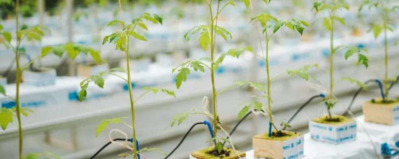辣椒无土栽培技术要点,附无土栽培的肥料配方