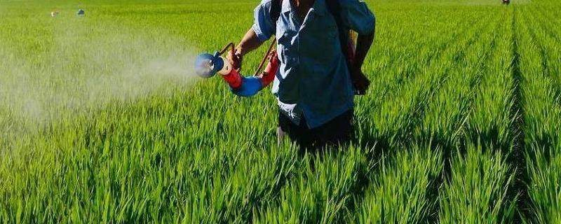 什么是农药残留,农药残留主要检测什么成分