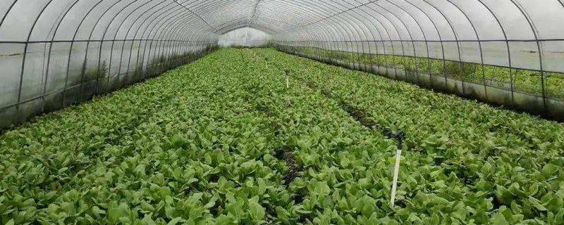 青菜怎么种,常见的病虫害有哪些