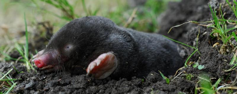 鼹鼠用什么药快速杀死,鼹鼠和老鼠的区别