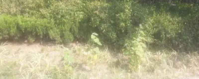 什么除草剂能杀死大的杂树,除草剂几天后见效