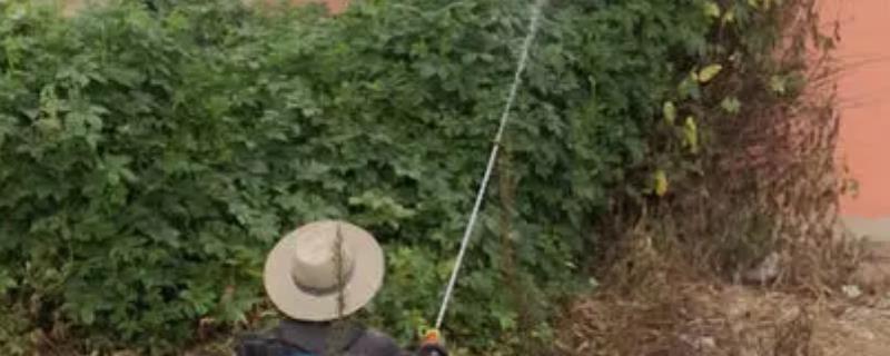 什么除草剂能杀死所有杂草,除草剂有哪些品种