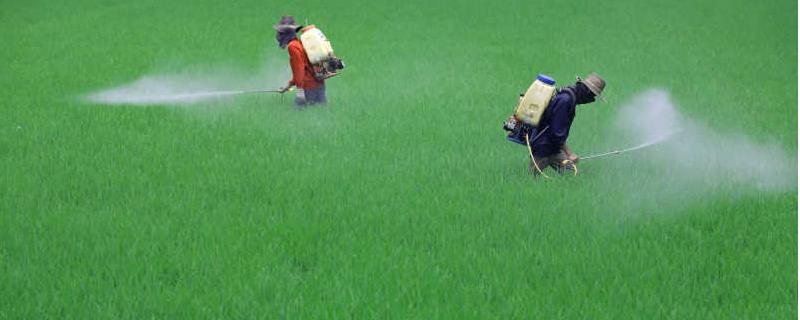 用什么除草剂烂草根,除草剂的危害有多大