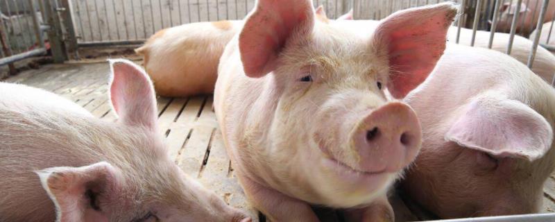 育肥猪怎样快速催肥,催肥需要补充些什么