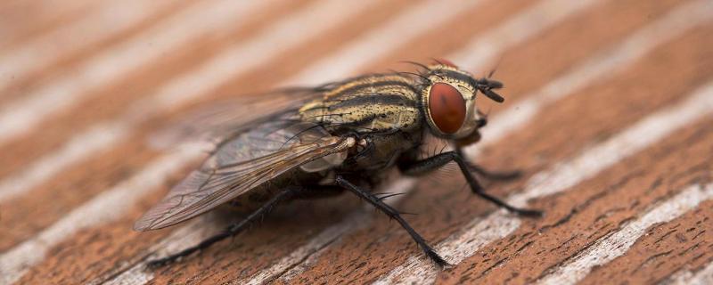 牛身上的牛蝇怎么驱赶,牛蝇叮咬后是什么症状