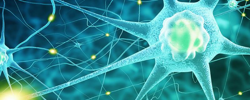 饲养层与滋养层的区别,饲养层细胞的定义