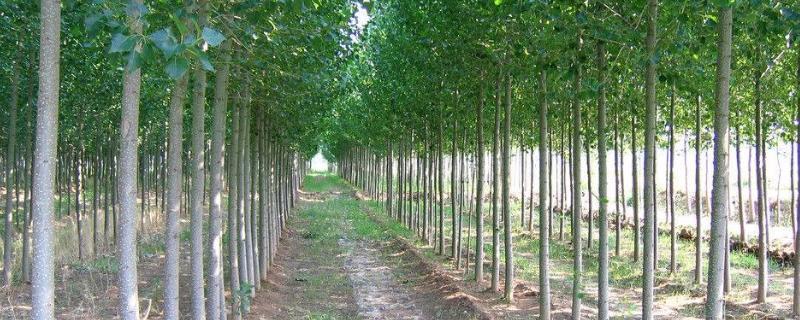 杨树的腐烂病症状和防治措施,是什么原因导致的