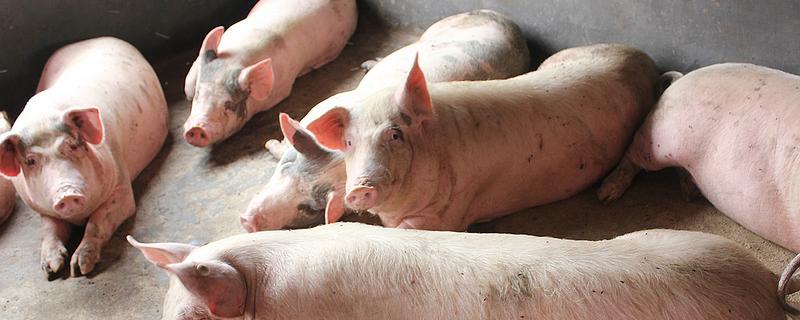 猪吃了蚊香用什么解毒,为什么有的猪会吃自己的粪便