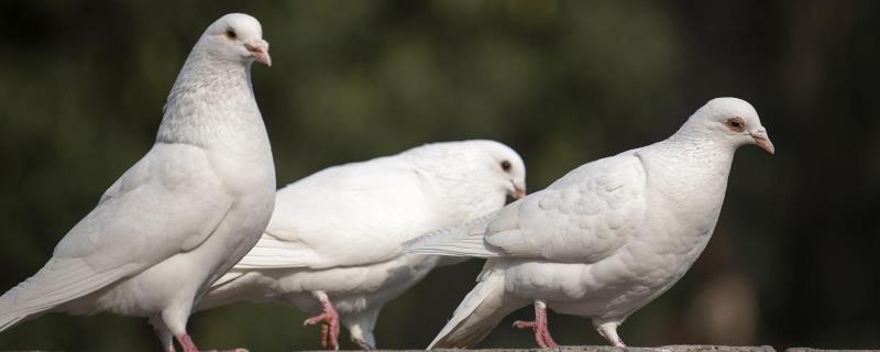 鸽子新城疫最快解决的办法，是什么原因引起的