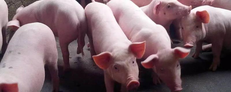 猪低温打什么药,是什么原因导致的