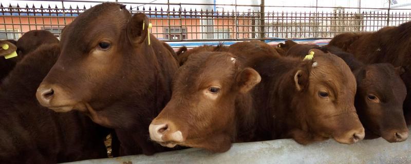 牛下犊子怎么计算日期,牛下犊子是站着还是趴着