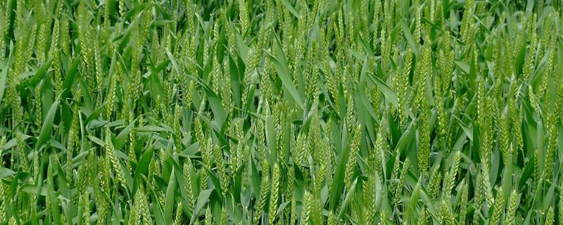 四冠拌种剂里都含什么成分,拌种剂有哪些