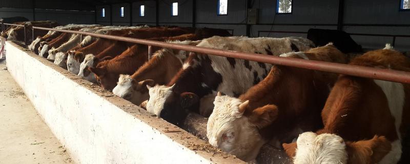 肉牛育肥快速方法,肉牛育肥几个月出栏