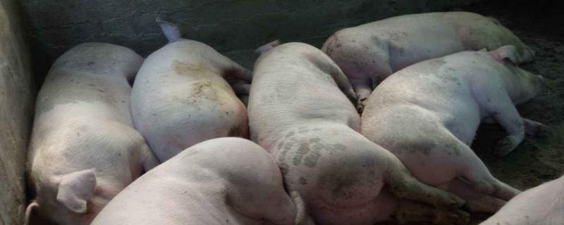 生猪料肉比,生猪是活猪吗
