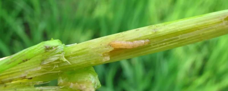 二化螟和三化螟的高效药,二化螟的蛹是被蛹还是围蛹