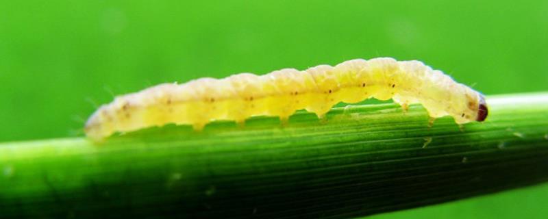 大螟二化螟三化螟区别,二化螟的生长周期