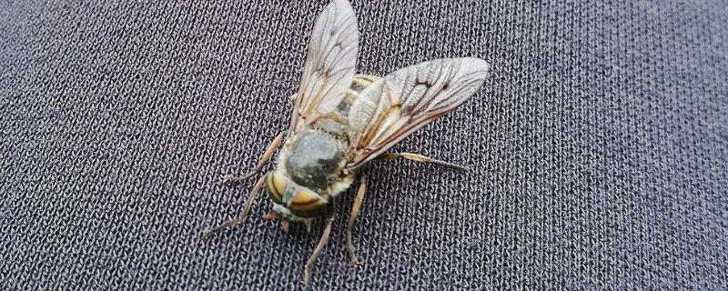 牛虻怕风油精吗,牛虻是什么虫子