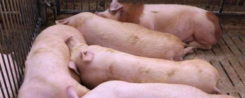 猪粮比6:1是什么意思,猪粮比的计算公式