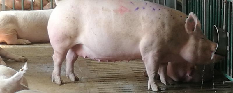 仔猪喂水正确方法,仔猪的正常体温是多少