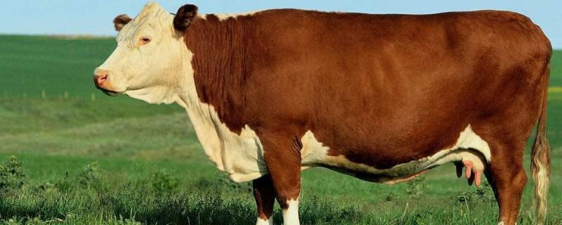 牛有上牙吗,牛牙齿怎么看年龄