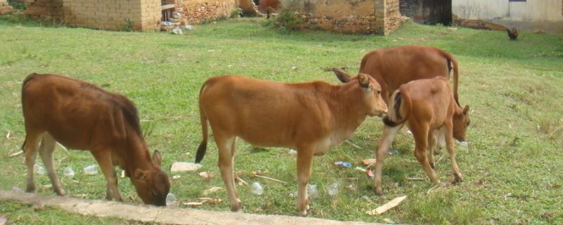 小牛犊拉白色稀粪用什么药,是什么原因导致的