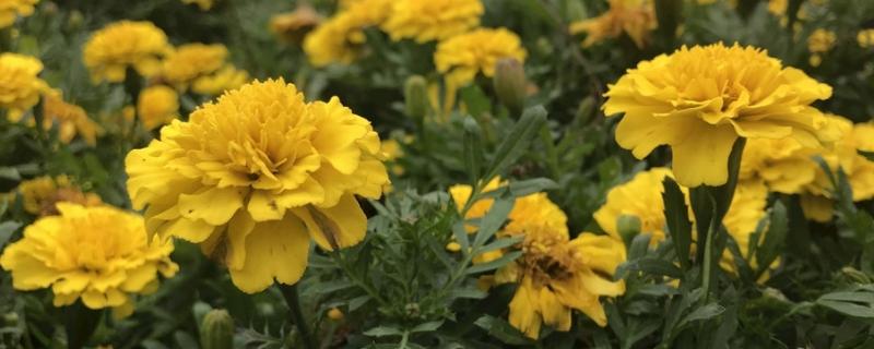 万寿菊种植技术和管理,万寿菊和菊花的区别