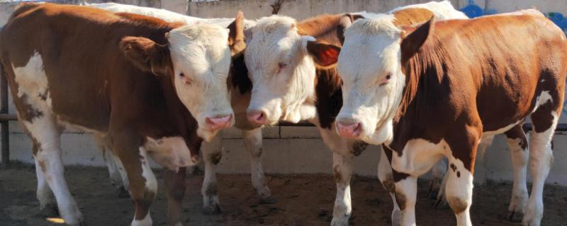 牛的消化过程,牛有几个胃,分别有什么作用