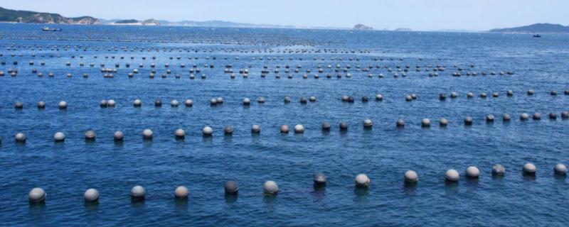 有机酸在水产中的危害,有机酸有哪些