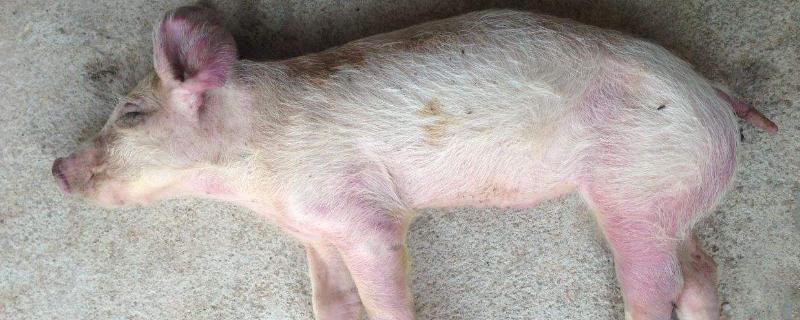 猪的水肿病最快治疗方法,附症状