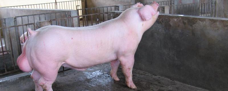 种猪折旧期限,种猪是什么意思