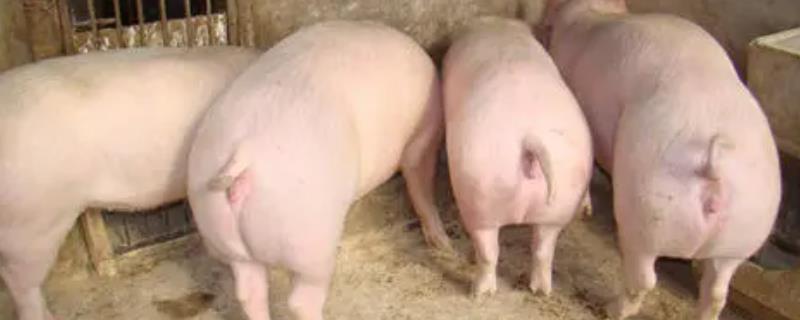 200斤猪不吃食不发烧怎么办,200斤猪一天需要吃多少饲料