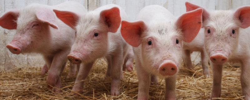猪被雨淋了有事吗,猪感冒了怎么办