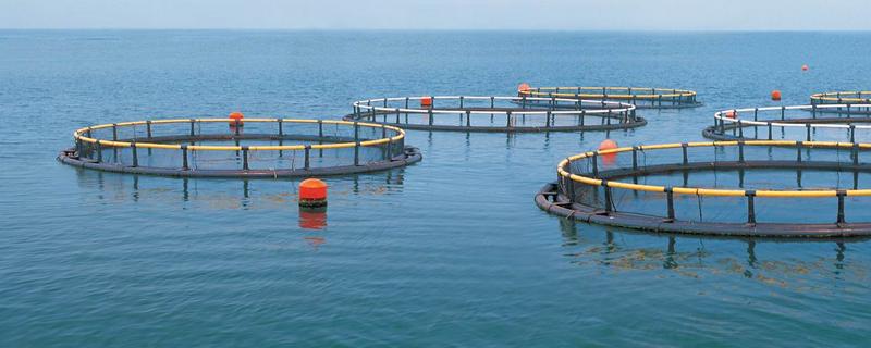 水产有机酸和vc一起用,有机酸和无机酸的区别