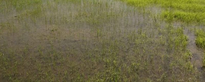 抗性青稗怎么除,青稗是什么