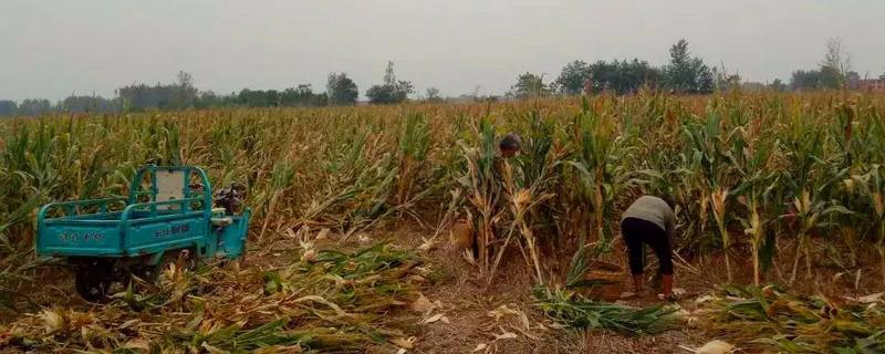 人工收玉米的最快方法,几月份收玉米