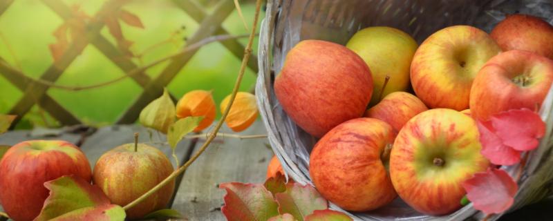 斗南苹果品种介绍,适合哪些地区种植